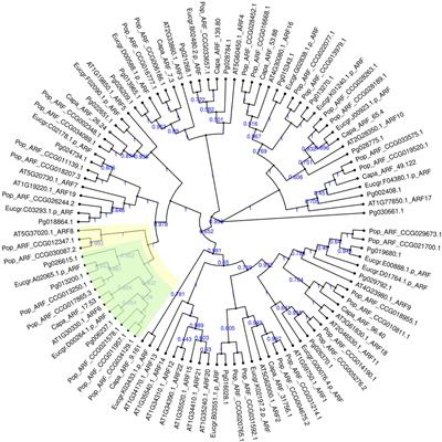 ARF6s Identification and Function Analysis Provide Insights Into Flower Development of Punica granatum L.